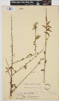 Hibiscus praeteritus image