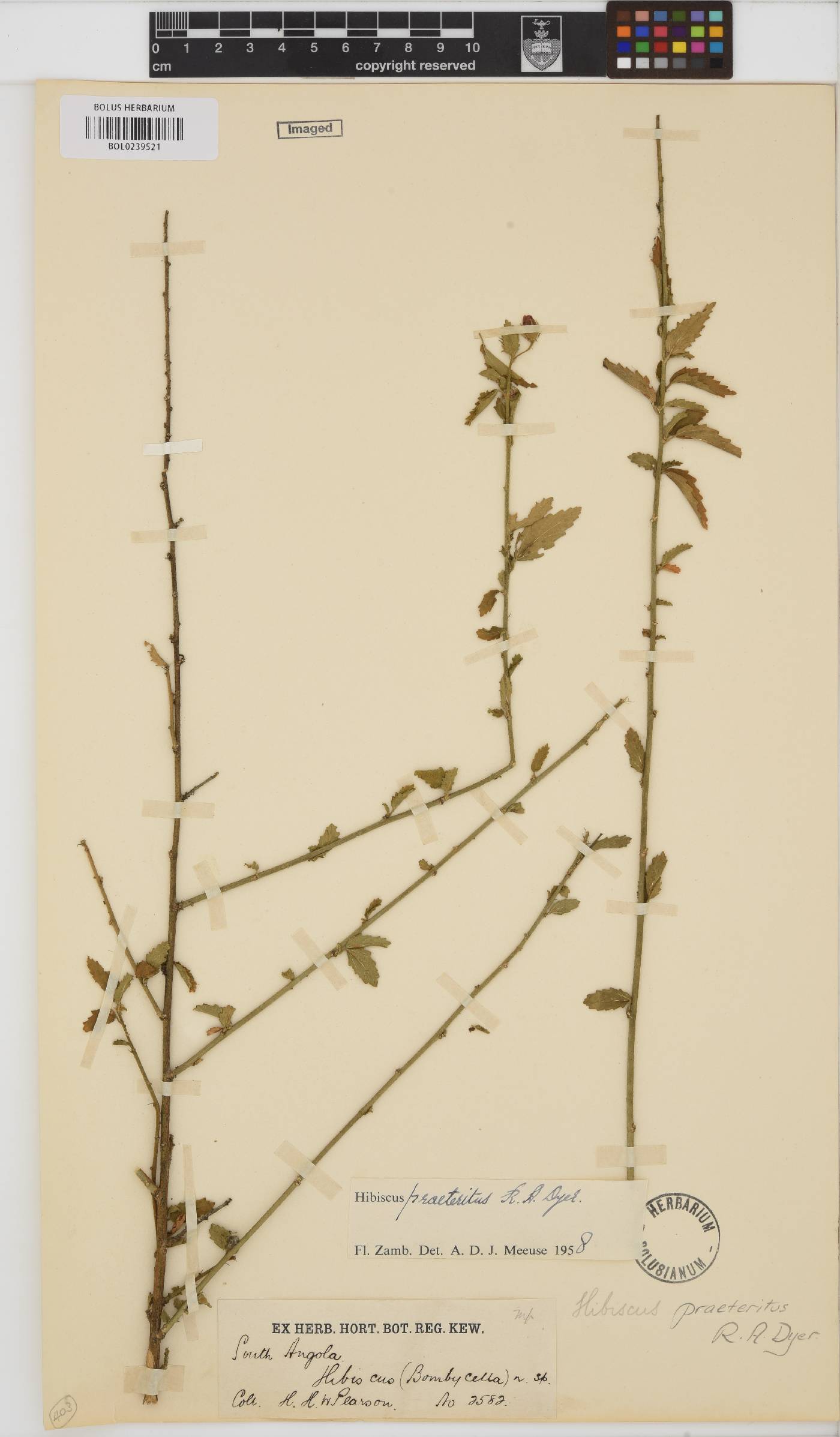 Hibiscus praeteritus image