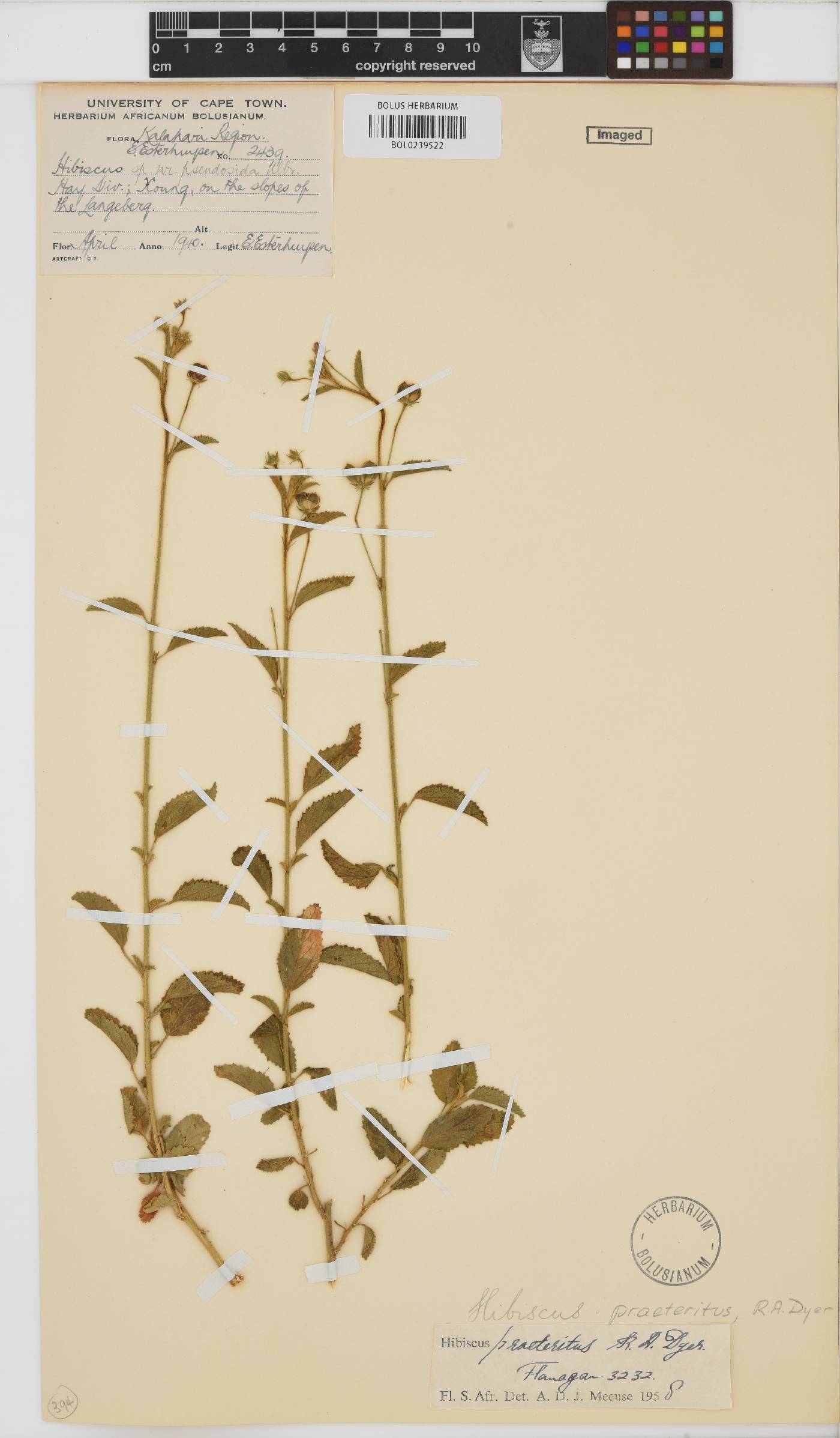 Hibiscus praeteritus image