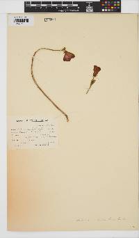 Hibiscus rhodanthus image