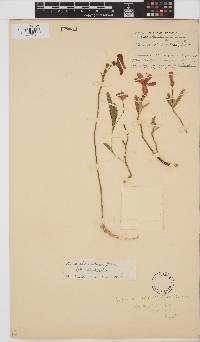 Hibiscus rhodanthus image
