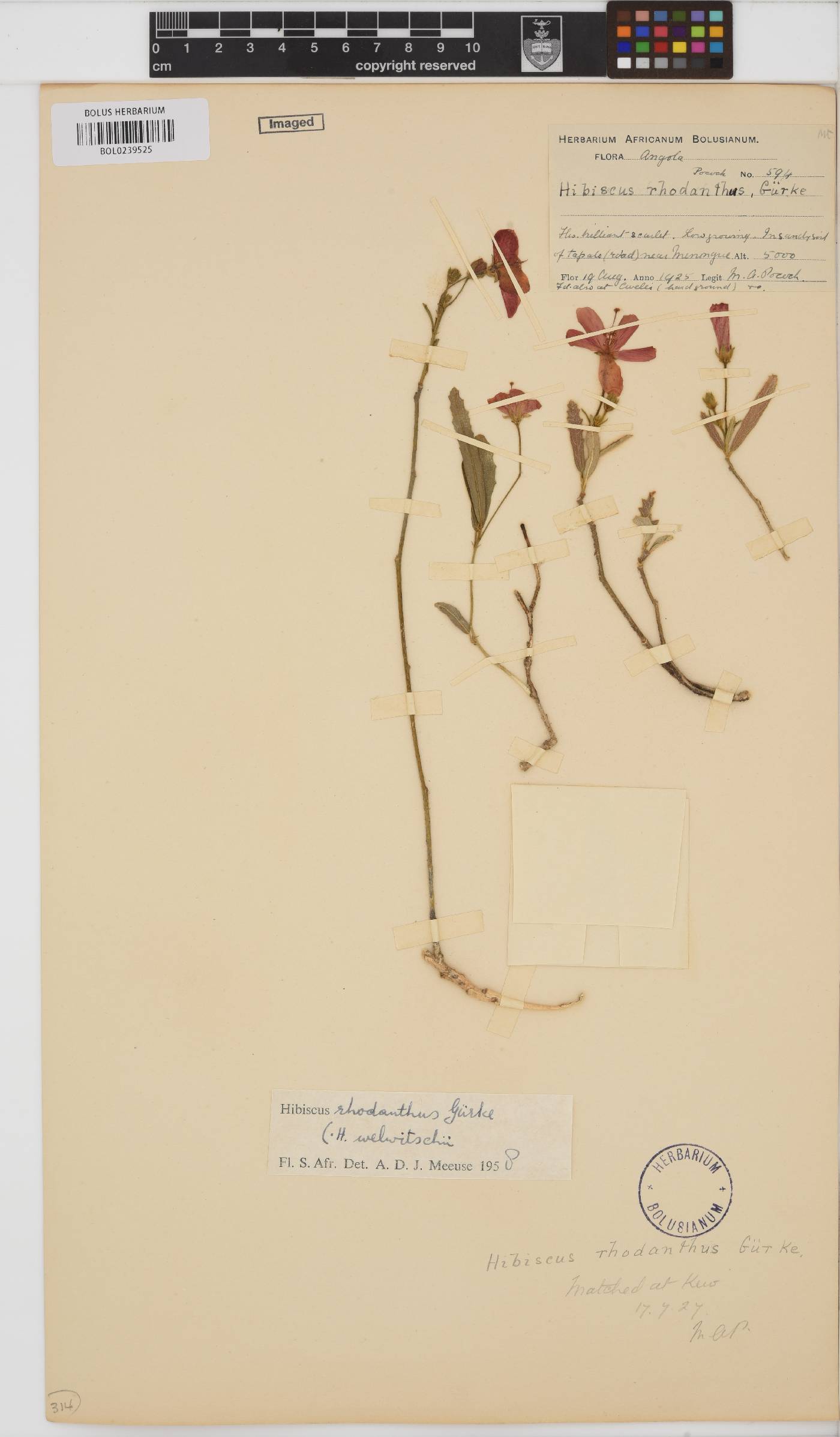 Hibiscus rhodanthus image