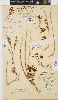 Hibiscus rhodanthus image