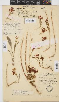 Hibiscus rhodanthus image