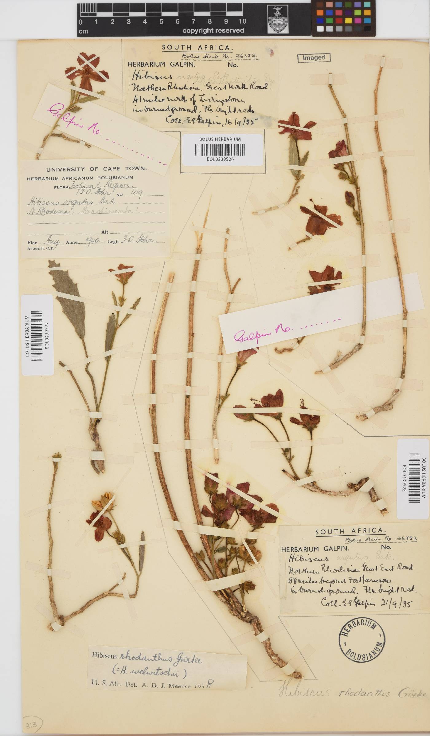 Hibiscus rhodanthus image