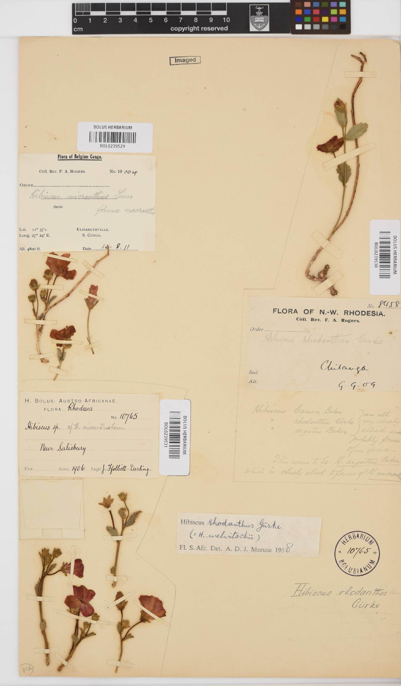 Hibiscus rhodanthus image