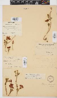 Hibiscus rhodanthus image