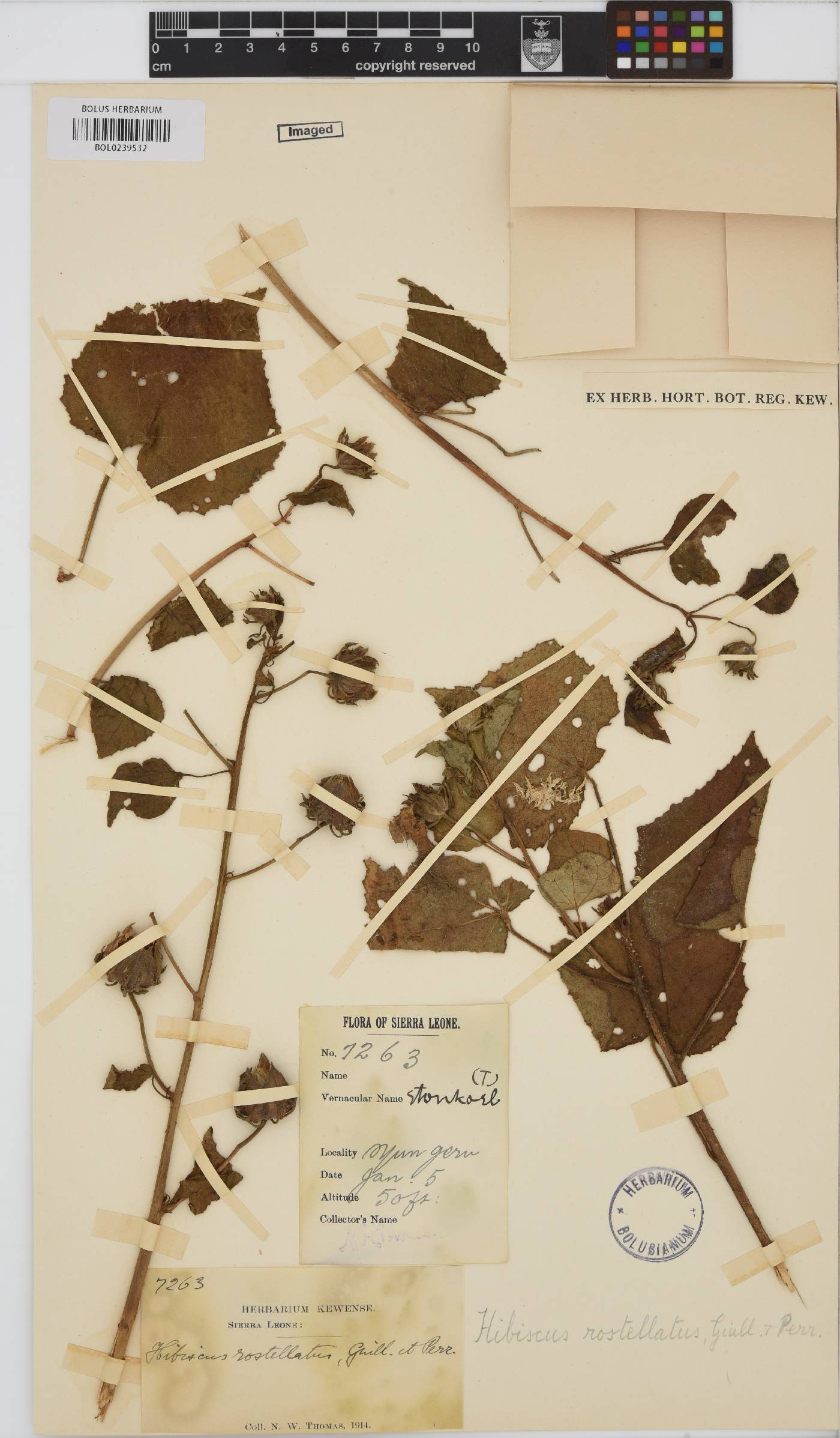 Hibiscus rostellatus image
