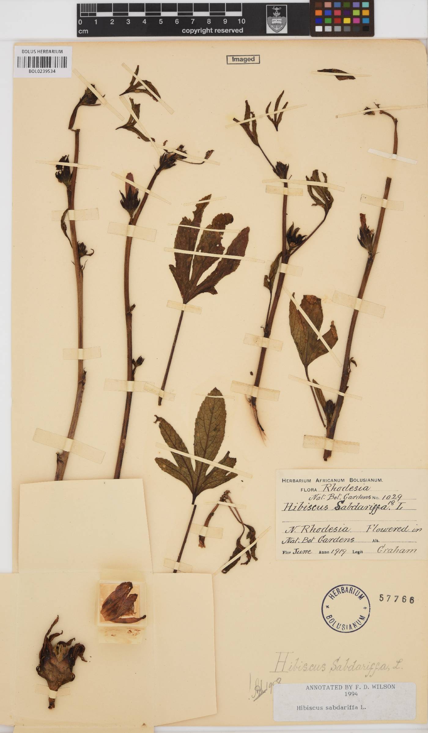 Hibiscus sabdariffa image