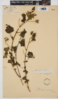 Hibiscus schinzii image