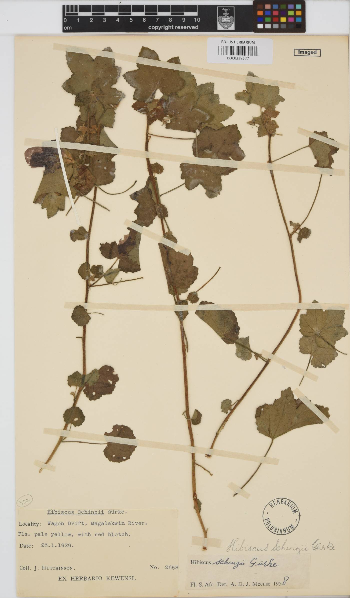 Hibiscus schinzii image