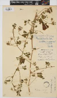Hibiscus schinzii image