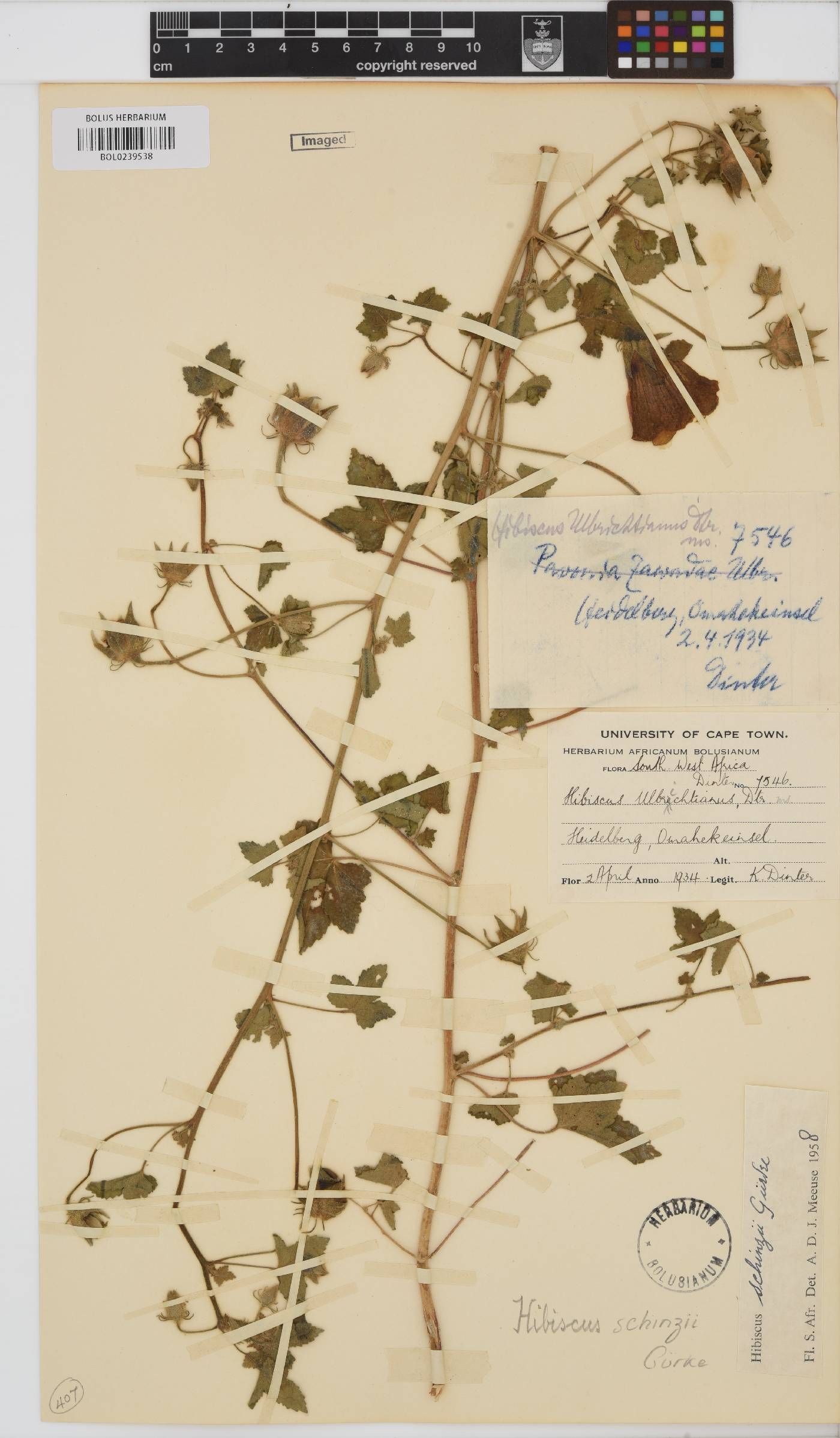 Hibiscus schinzii image