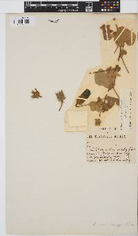 Hibiscus schinzii image