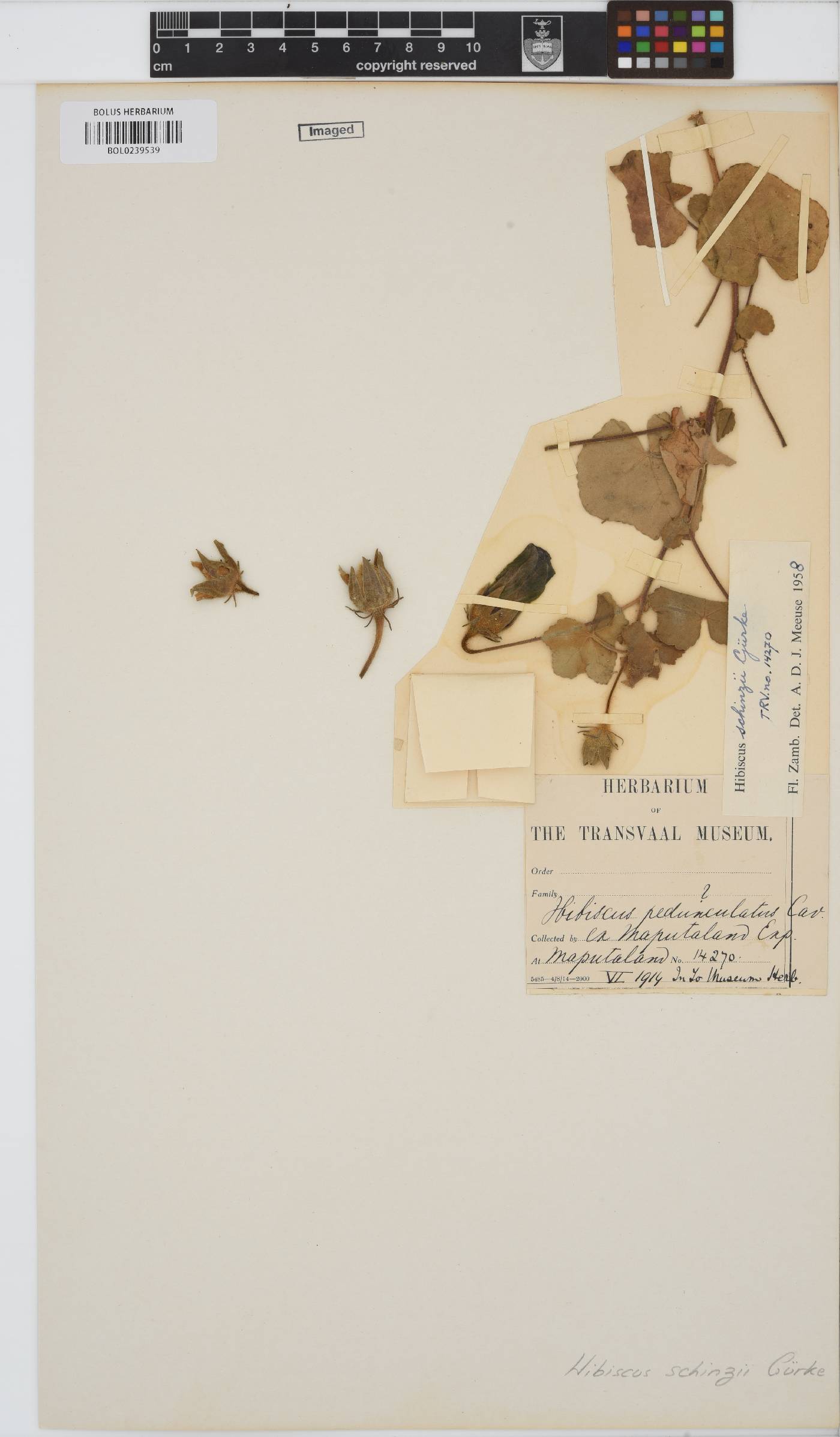 Hibiscus schinzii image