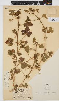 Hibiscus schinzii image