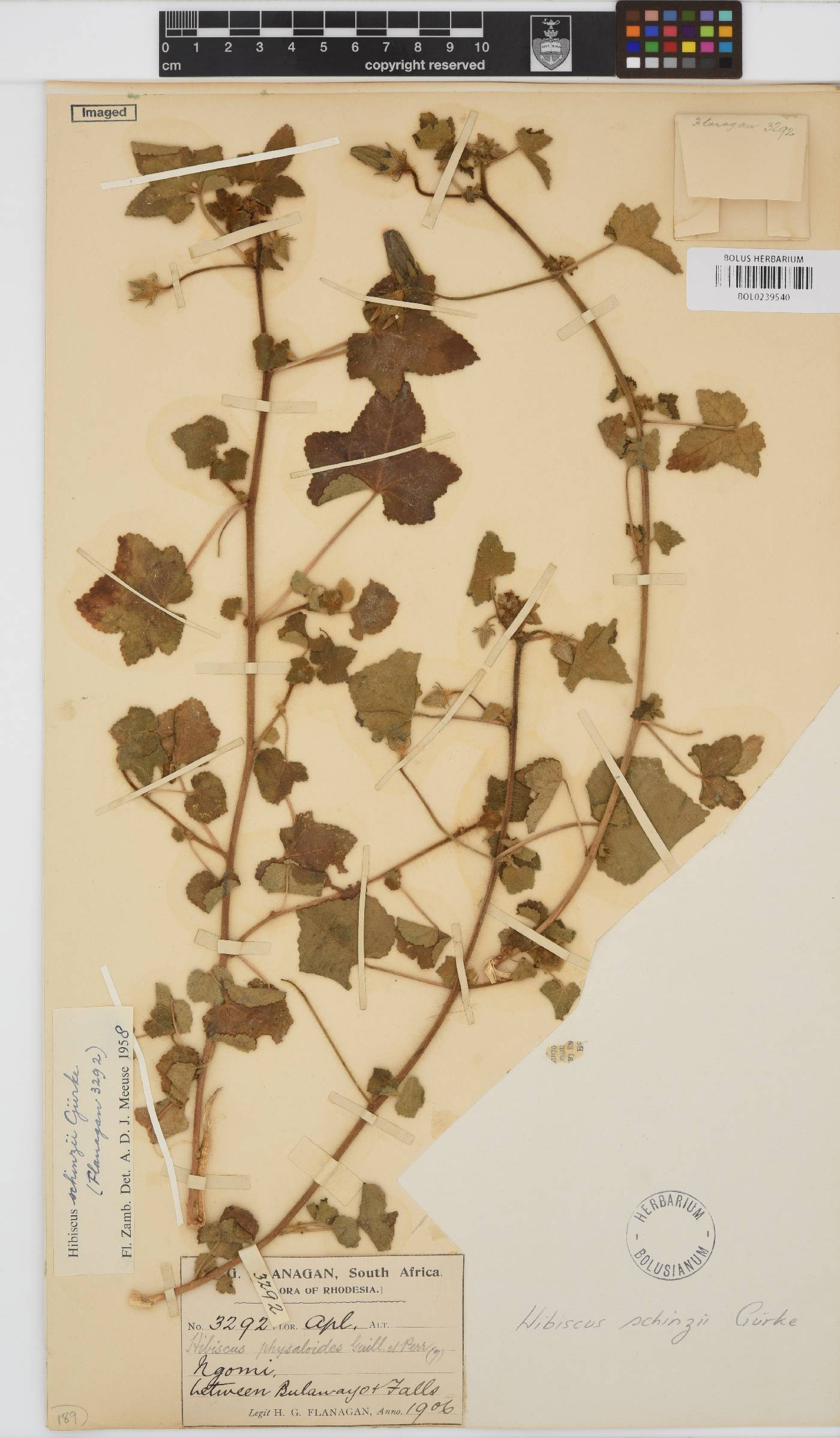 Hibiscus schinzii image