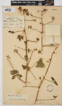 Hibiscus schinzii image