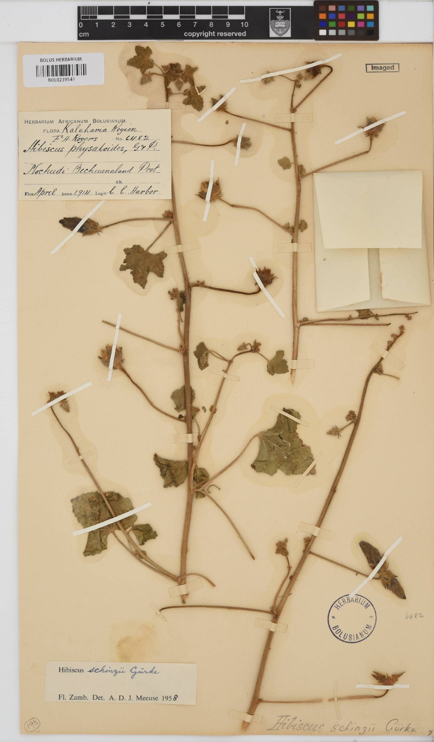 Hibiscus schinzii image