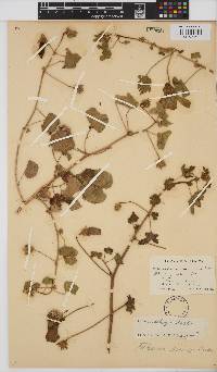 Hibiscus schinzii image