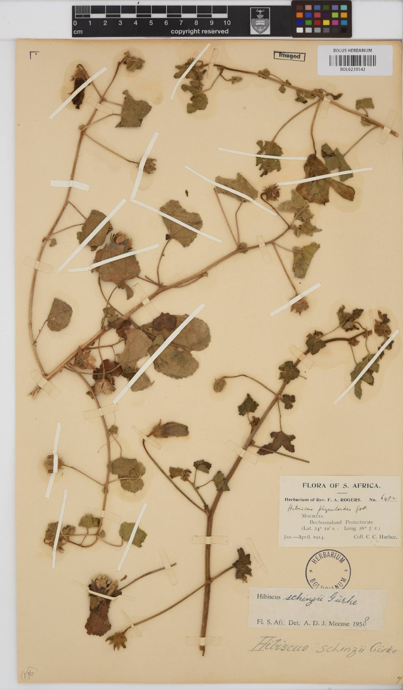 Hibiscus schinzii image