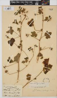 Hibiscus schinzii image