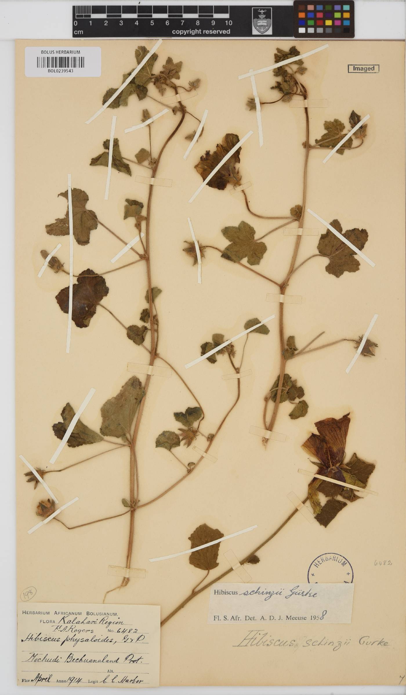 Hibiscus schinzii image
