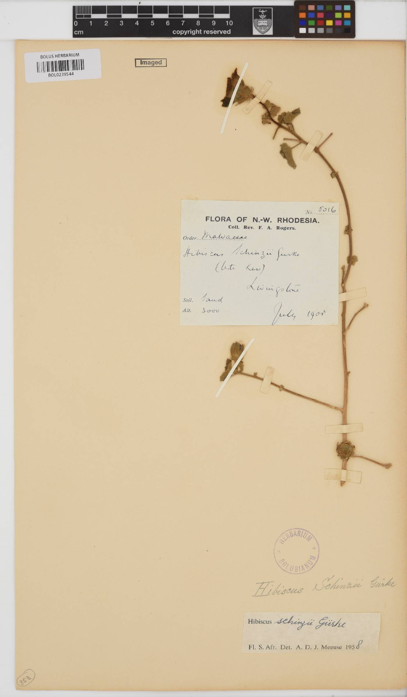 Hibiscus schinzii image