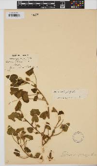 Hibiscus schinzii image