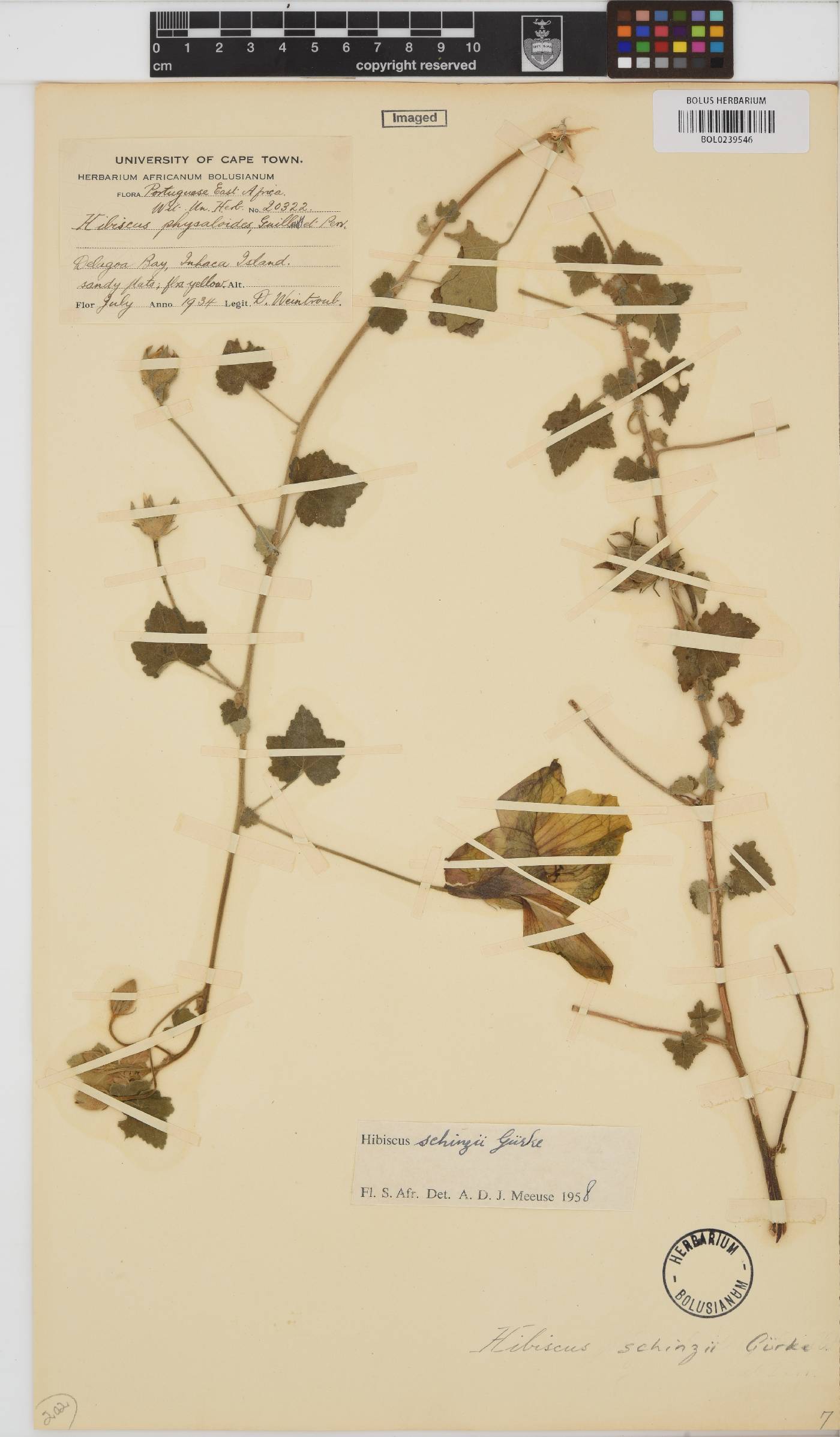 Hibiscus image