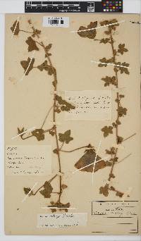 Hibiscus schinzii image