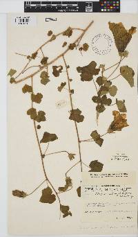 Hibiscus schinzii image
