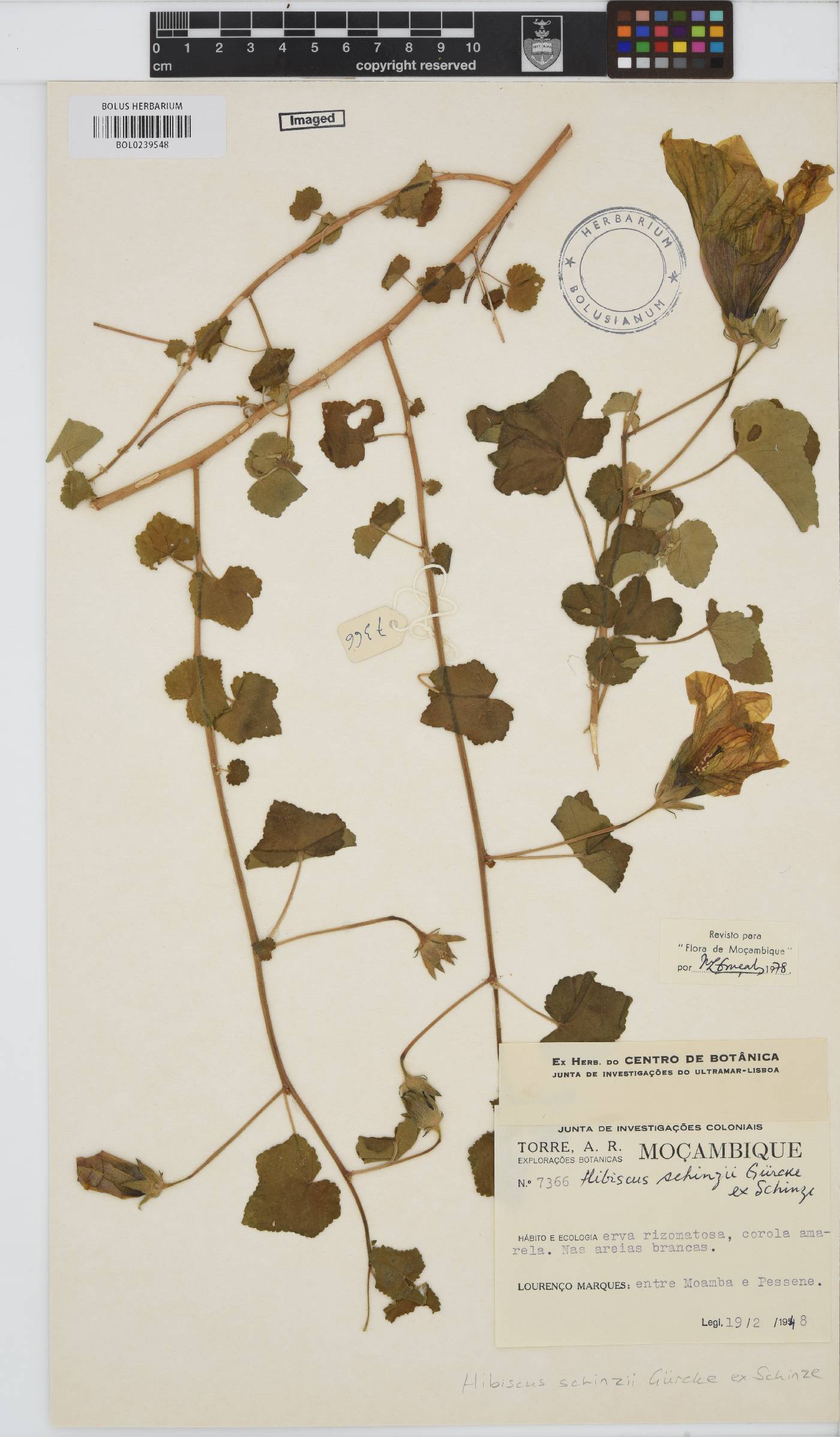 Hibiscus schinzii image