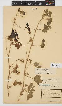 Hibiscus schinzii image