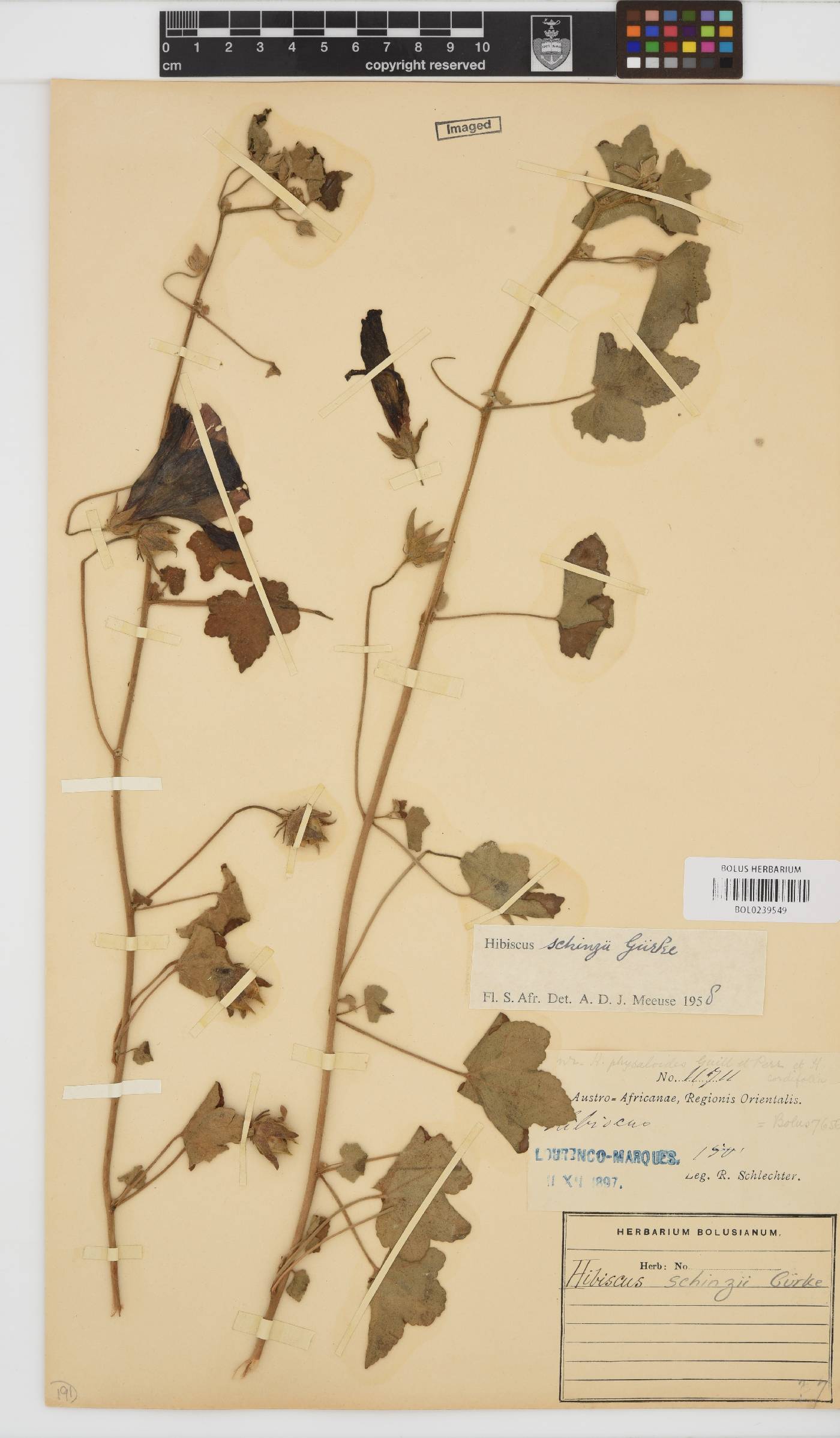 Hibiscus schinzii image
