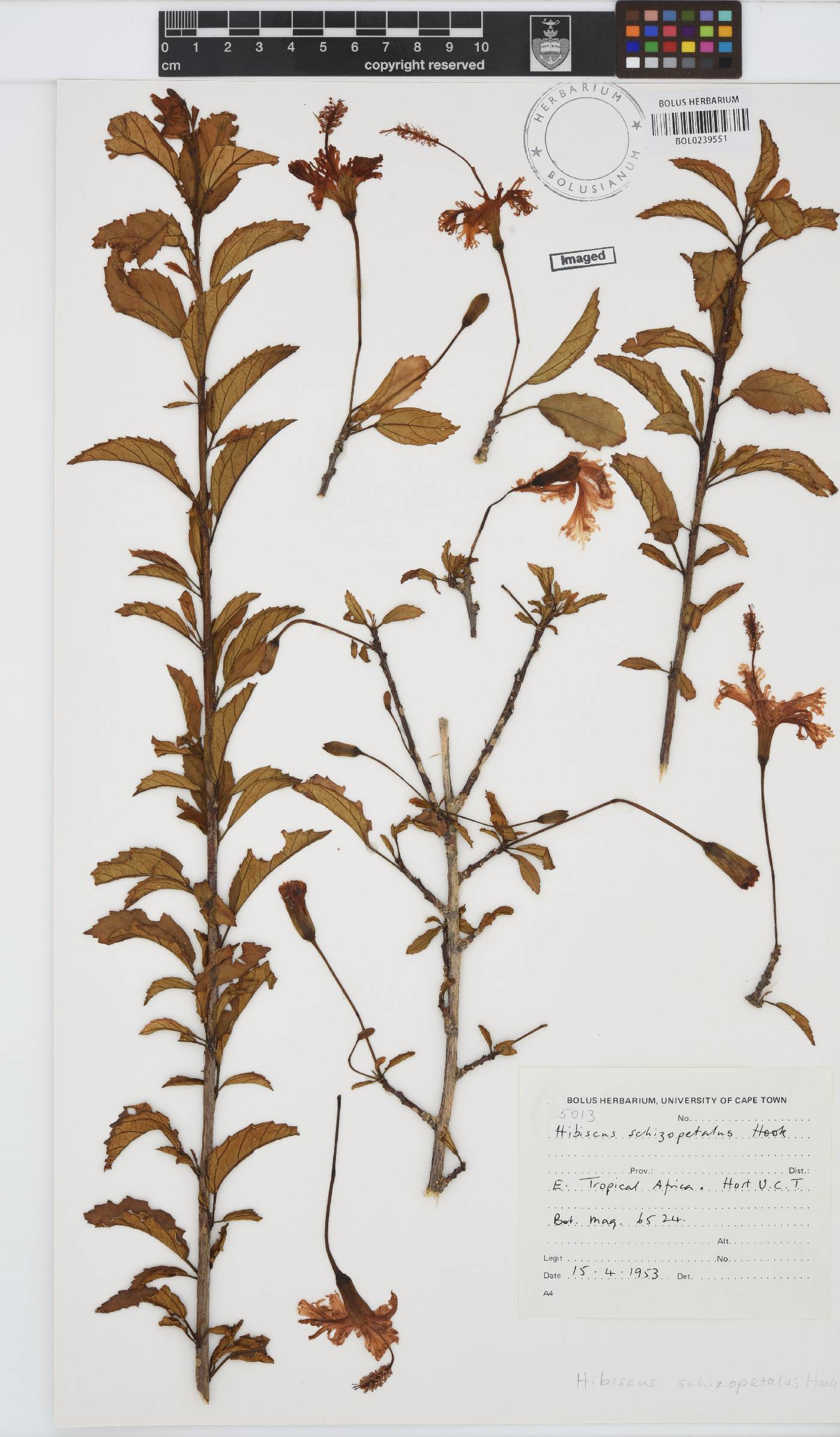 Hibiscus schizopetalus image
