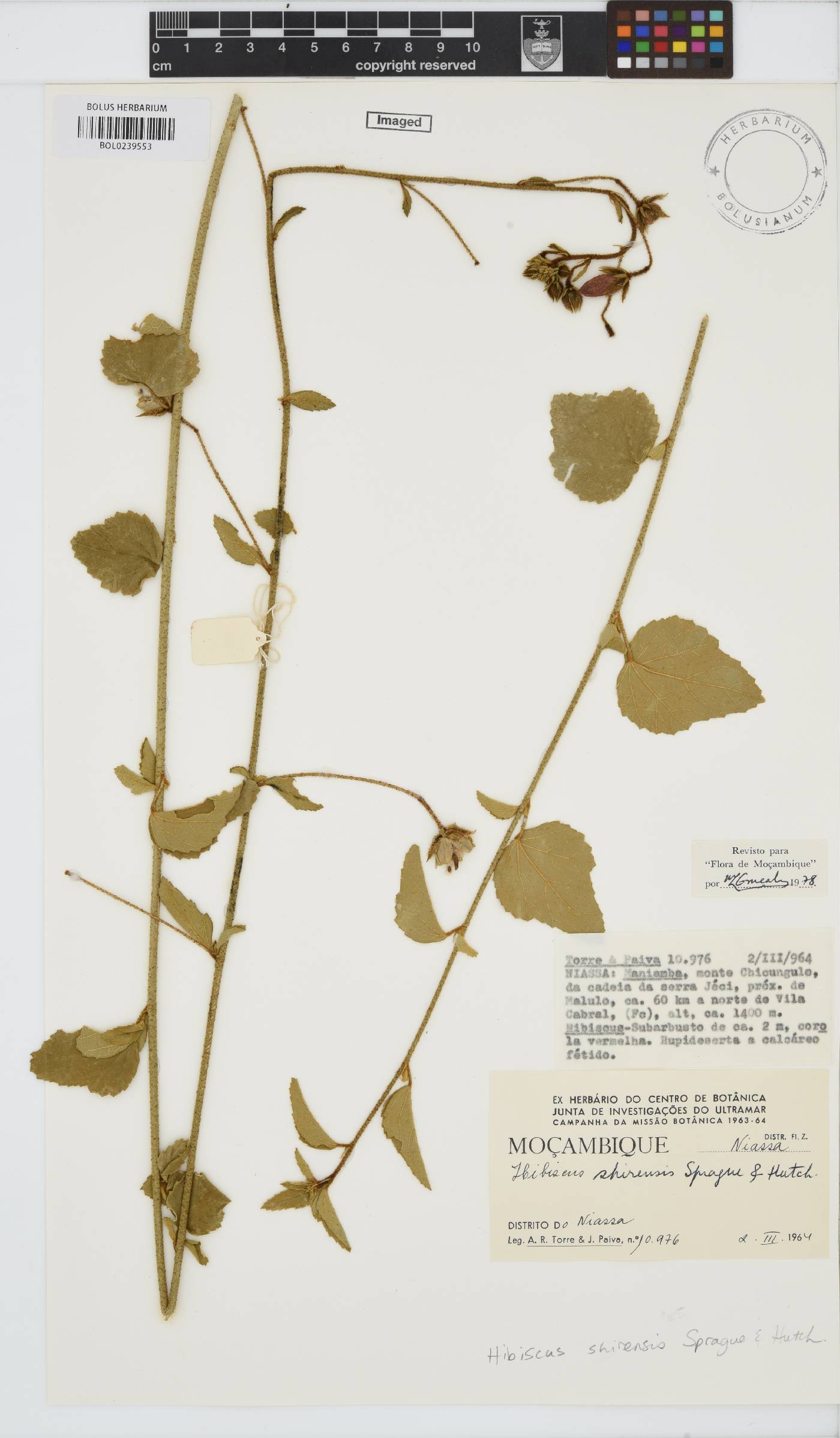 Hibiscus shirensis image