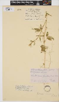 Hibiscus sidiformis image