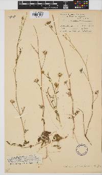 Hibiscus sidiformis image