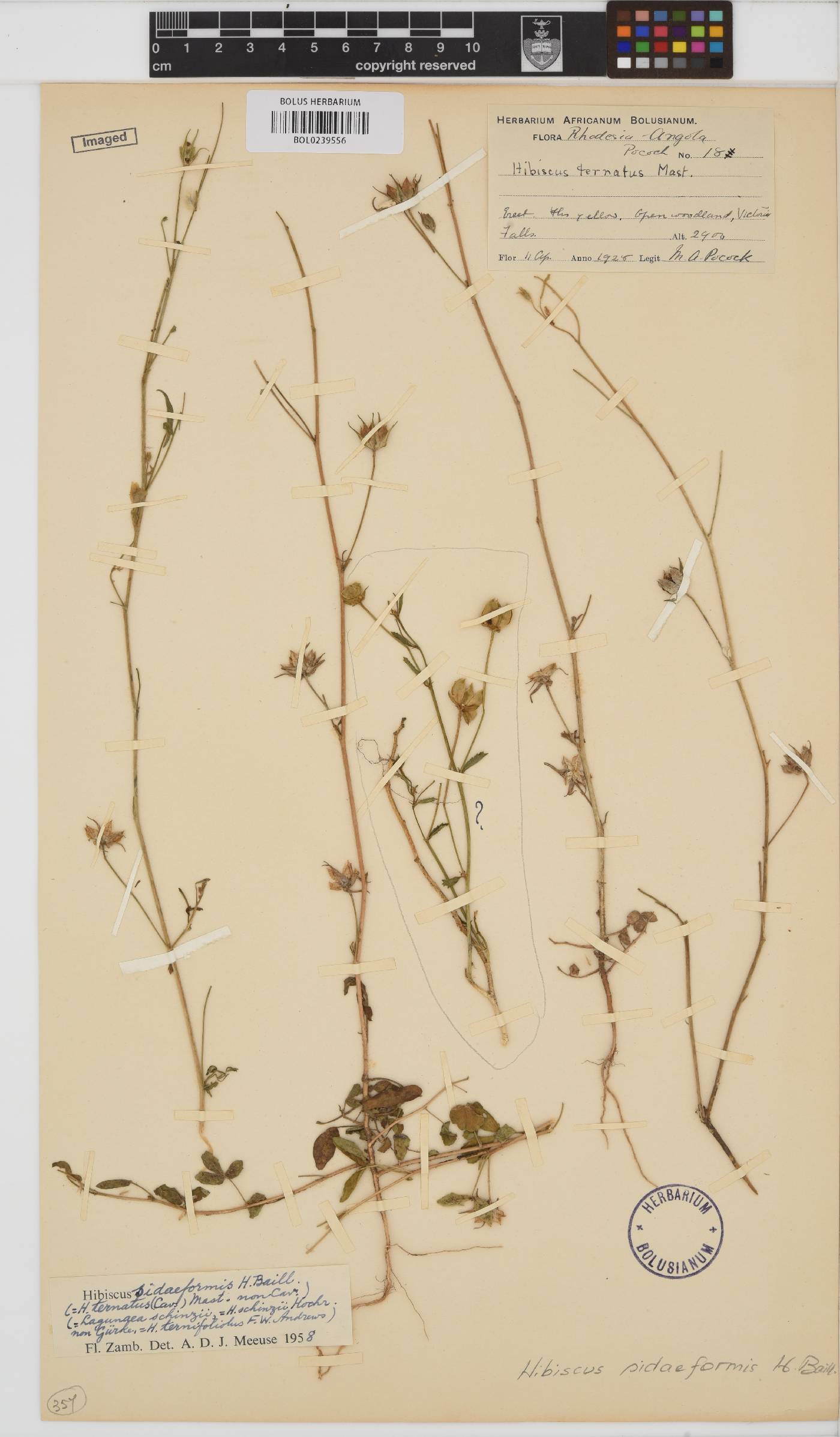 Hibiscus sidiformis image