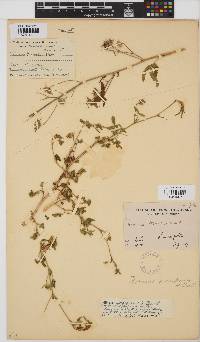 Hibiscus sidiformis image