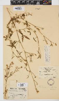 Hibiscus sidiformis image