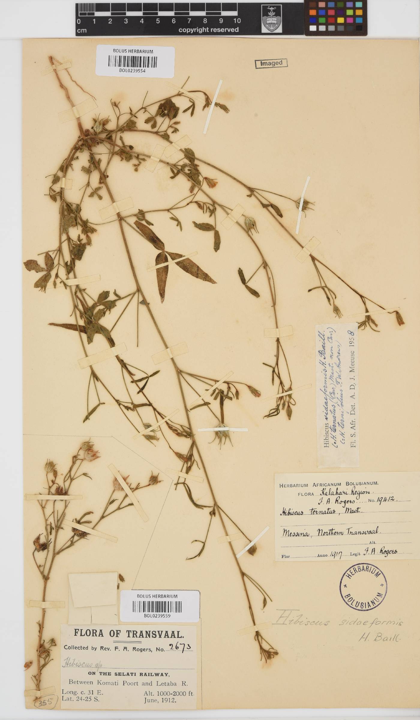 Hibiscus sidiformis image