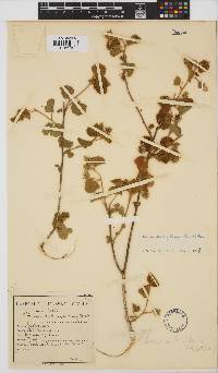 Hibiscus subreniformis image
