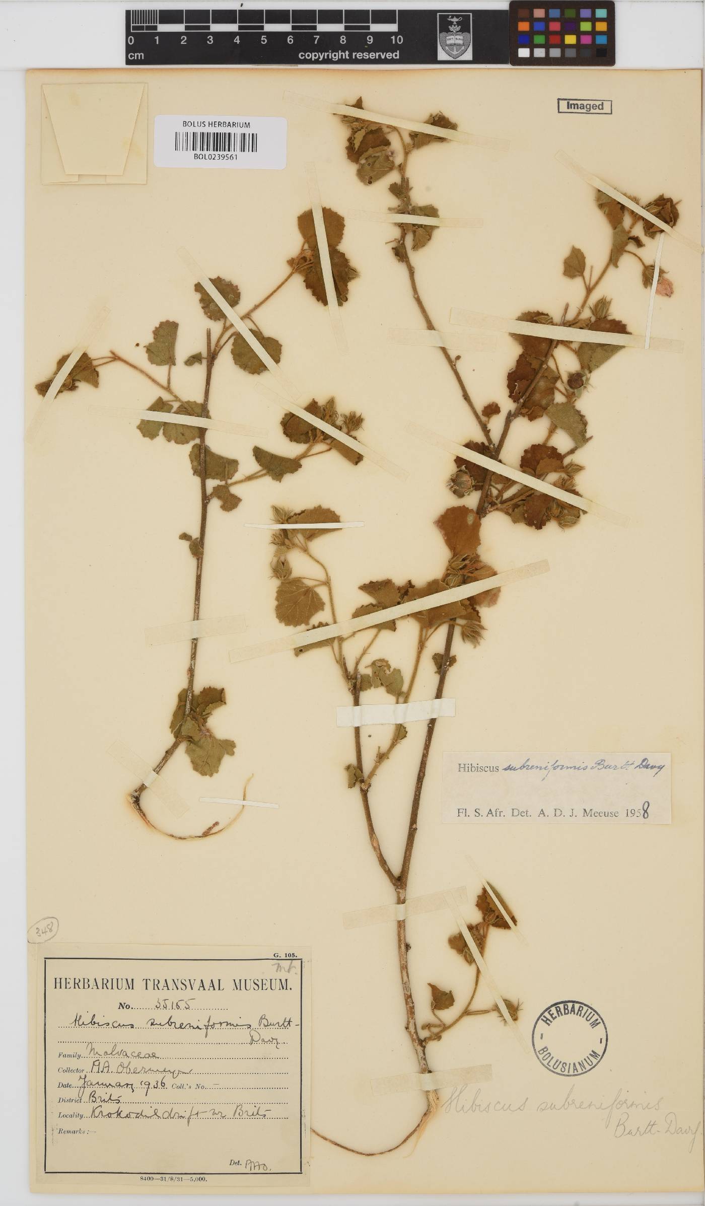 Hibiscus subreniformis image