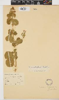 Hibiscus subreniformis image