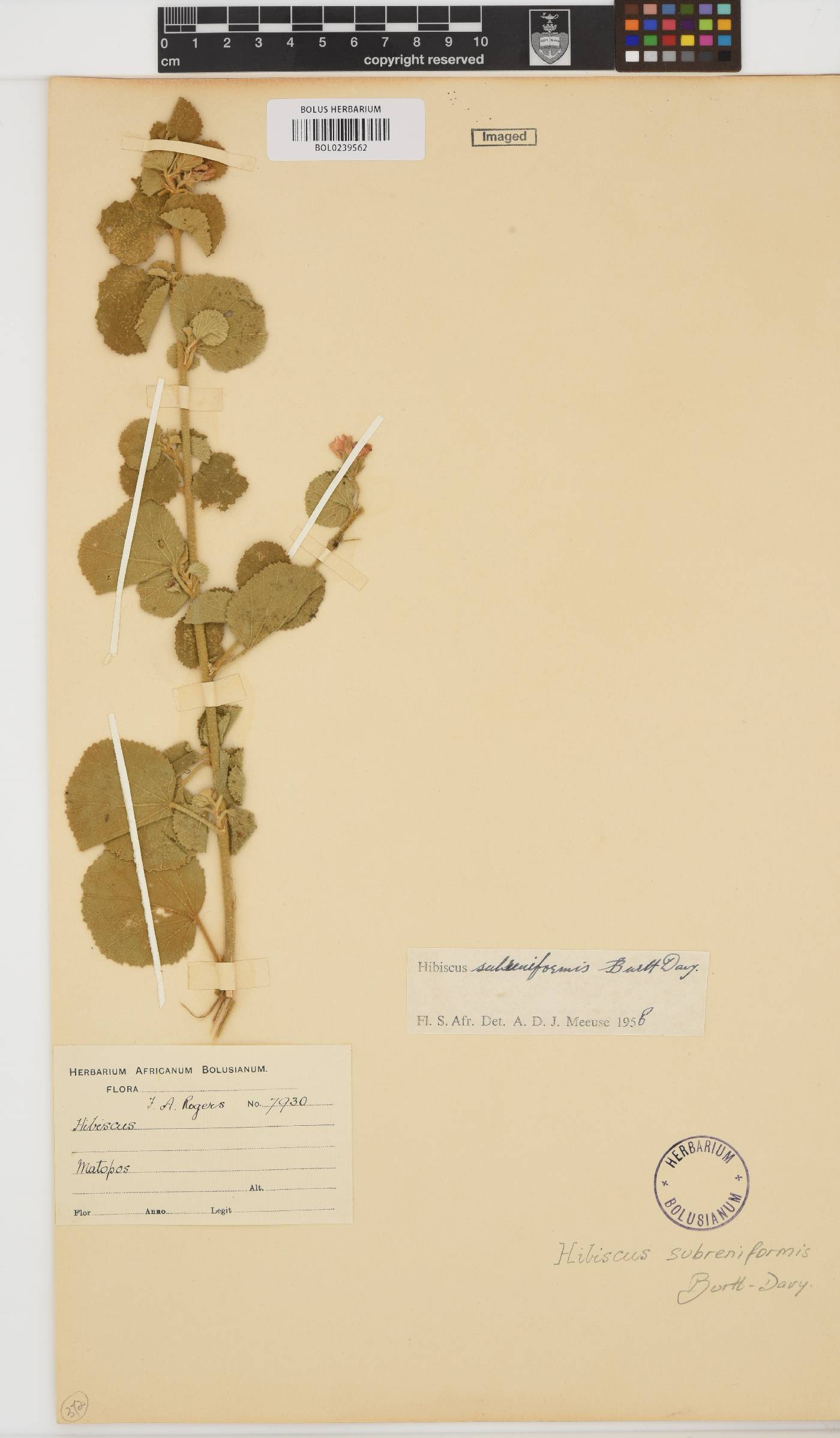 Hibiscus subreniformis image