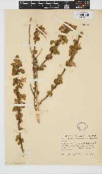 Hibiscus subreniformis image
