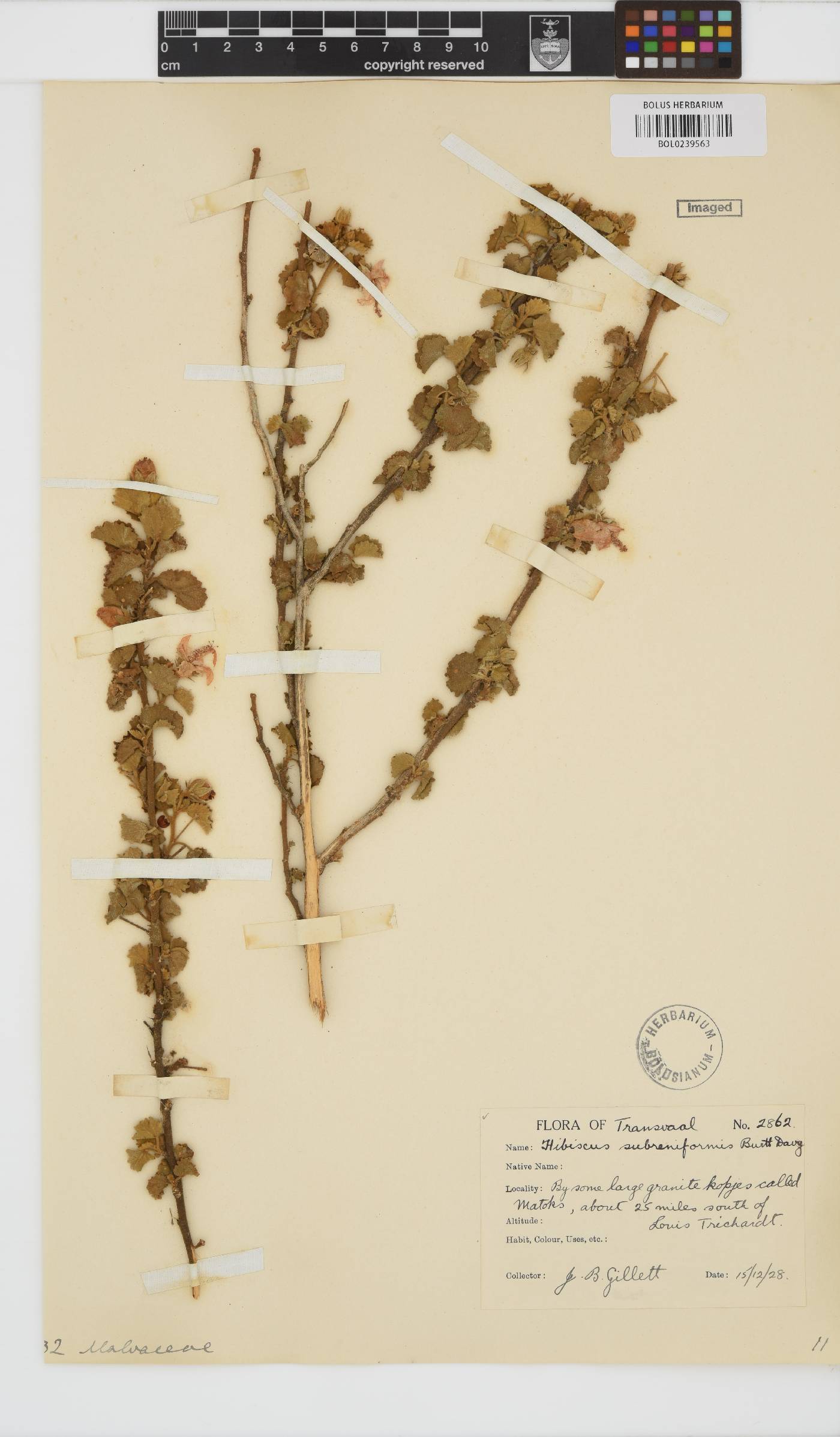 Hibiscus subreniformis image