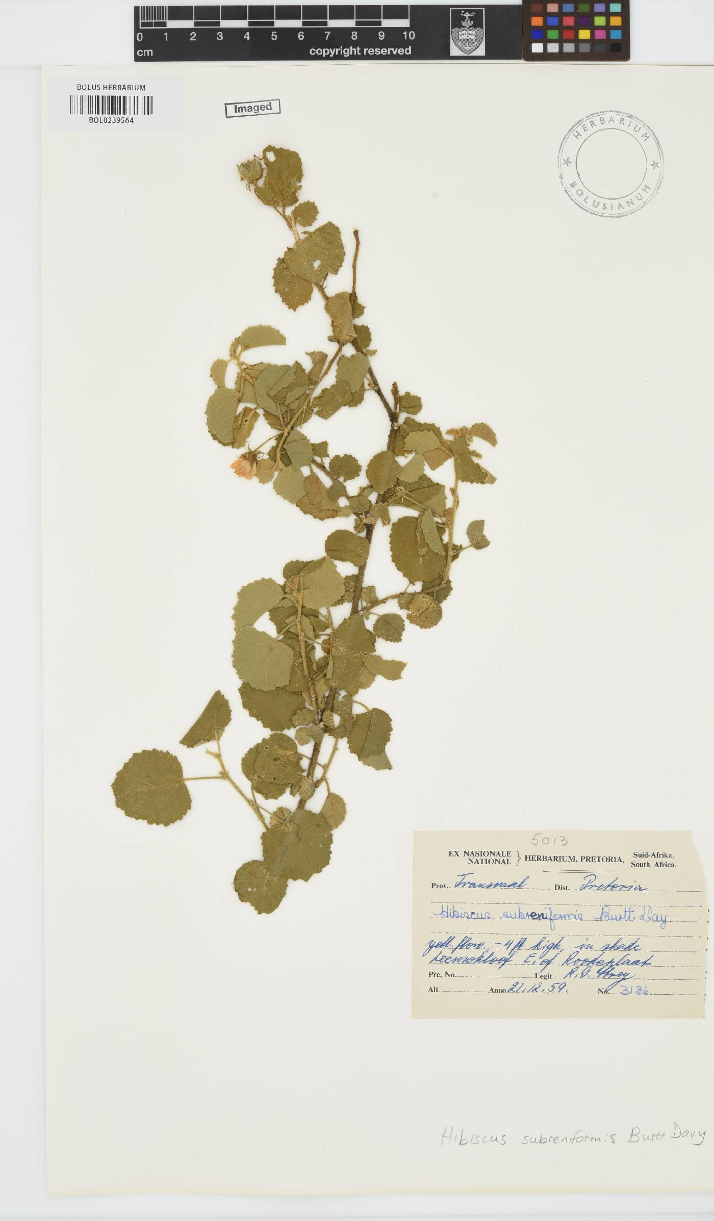 Hibiscus subreniformis image